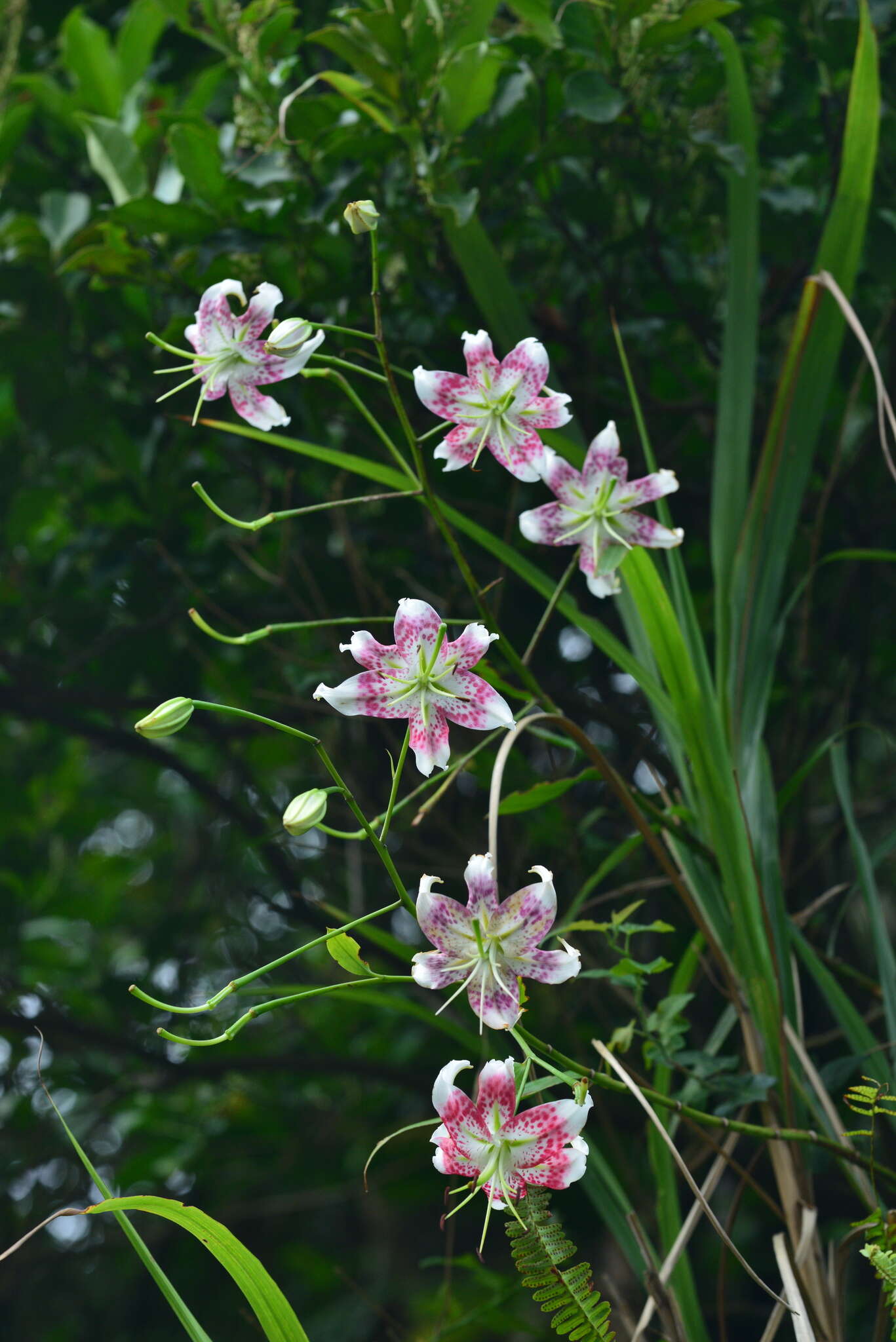 Image of Lilium speciosum Thunb.