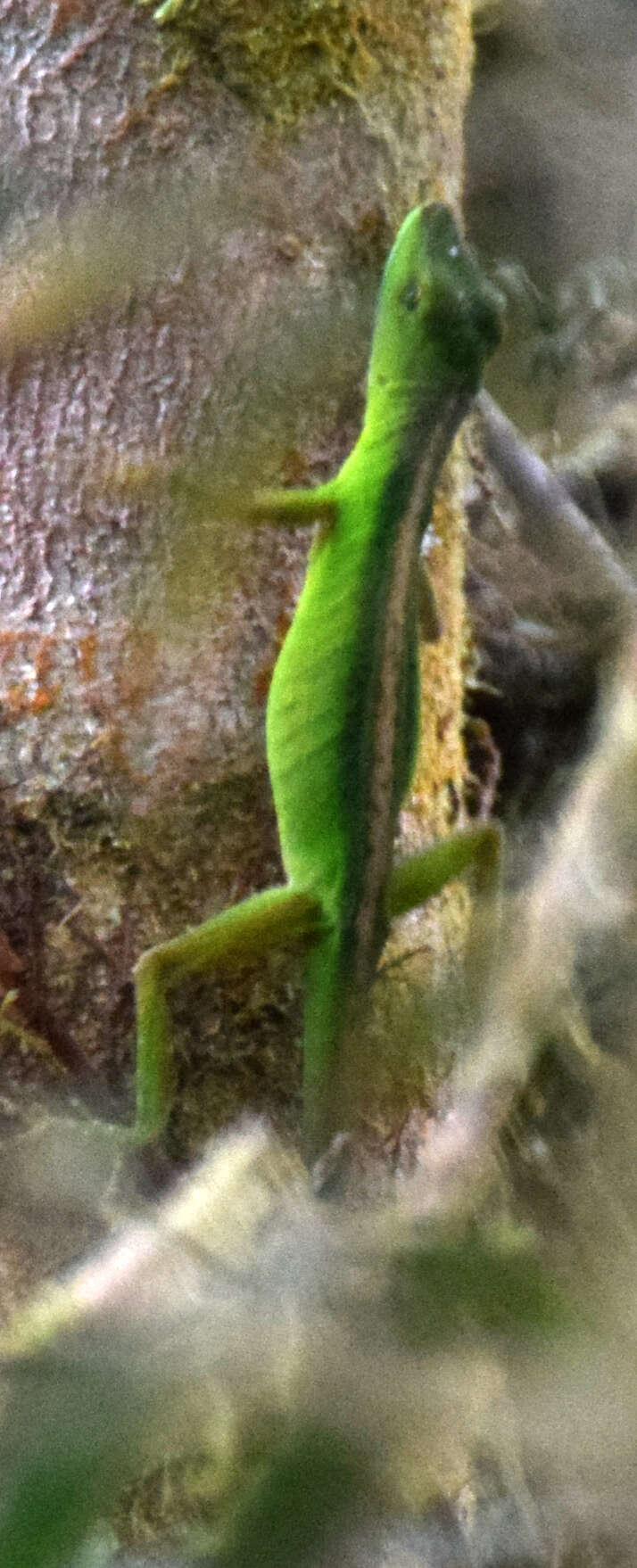 Image of Andes  Anole