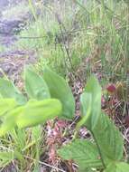 Polygonatum pubescens (Willd.) Pursh resmi