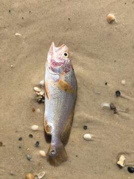 Image of American stardrum