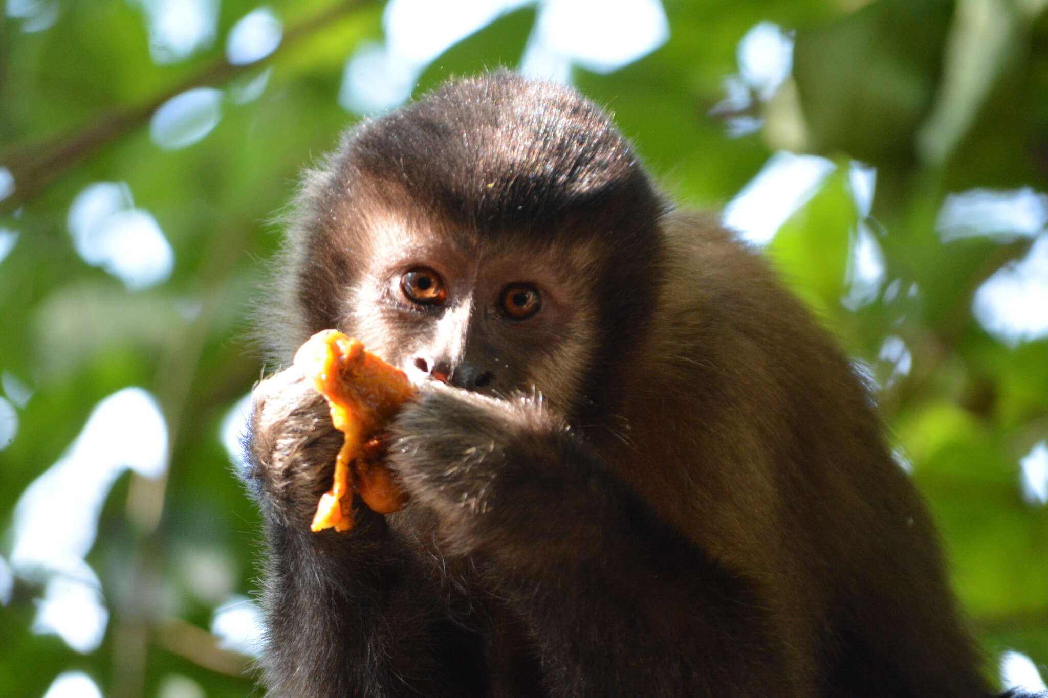 Image of Black Capuchin