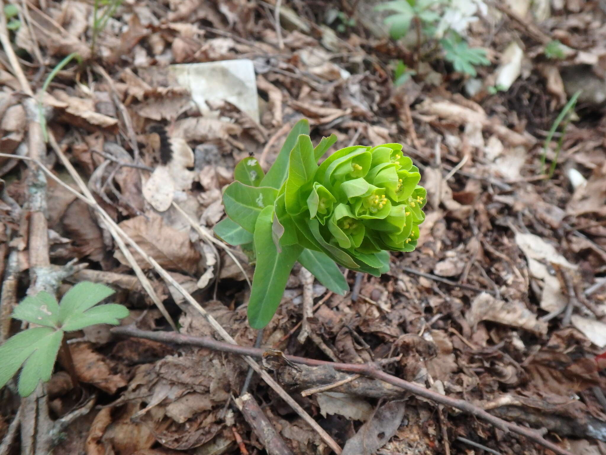 Sivun Euphorbia condylocarpa M. Bieb. kuva