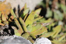 Image of Crassula perfoliata var. heterotricha (Schinz) Tölken