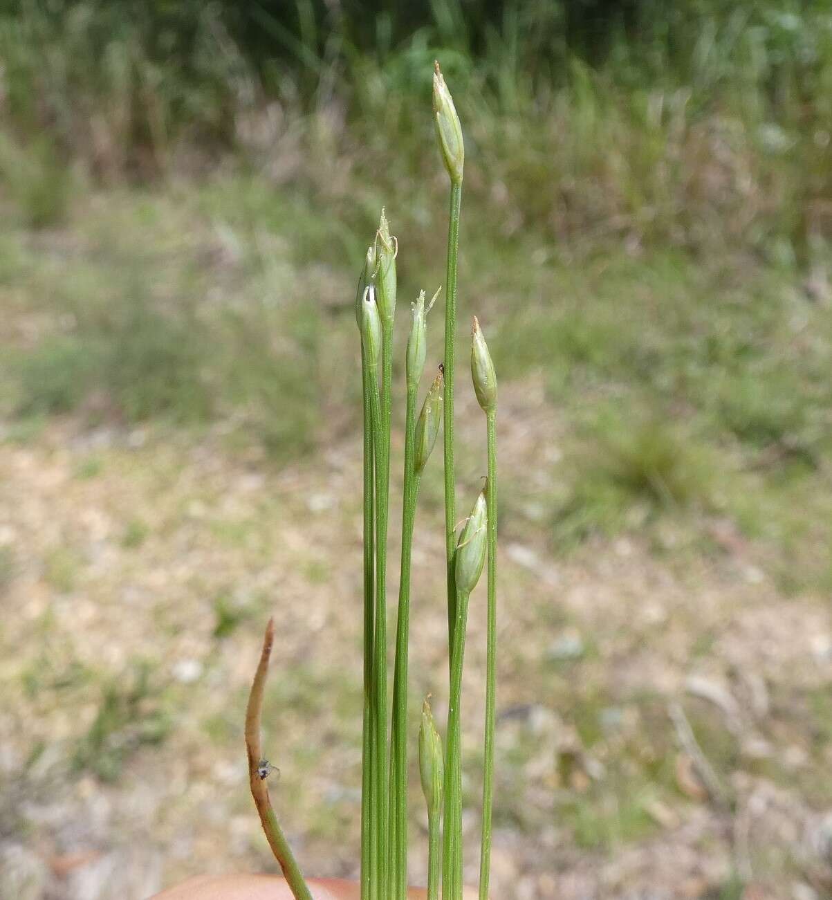 Image of Fimbristylis acicularis R. Br.