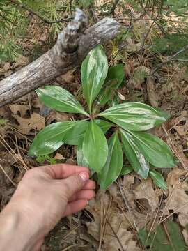 Слика од Lilium humboldtii subsp. humboldtii