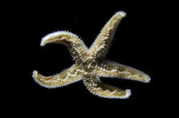 Image of Bruce's Starfish