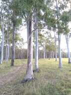 صورة Eucalyptus tereticornis subsp. tereticornis