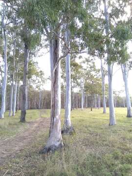 Image of Eucalyptus tereticornis subsp. tereticornis