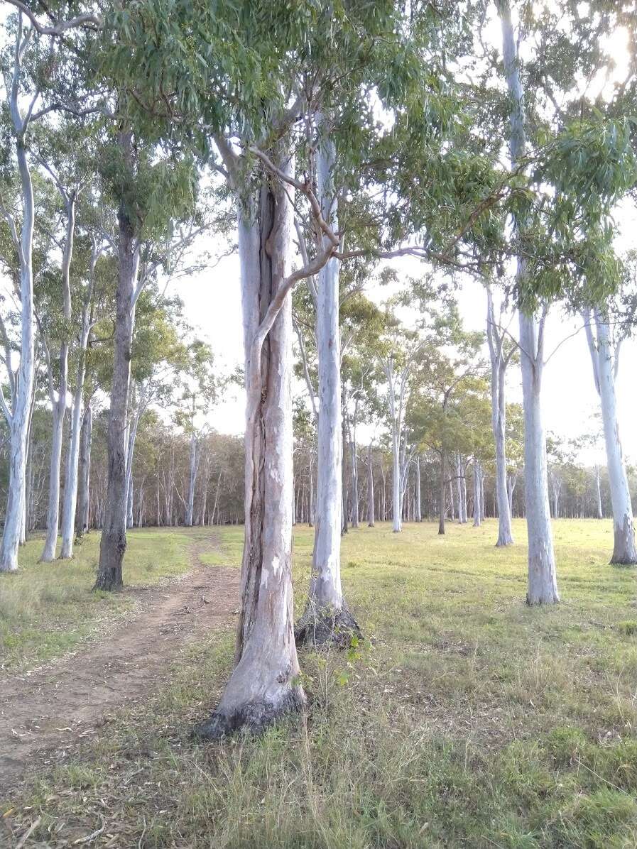 صورة Eucalyptus tereticornis subsp. tereticornis