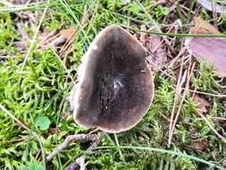 Image of Lactarius picinus Fr. 1838