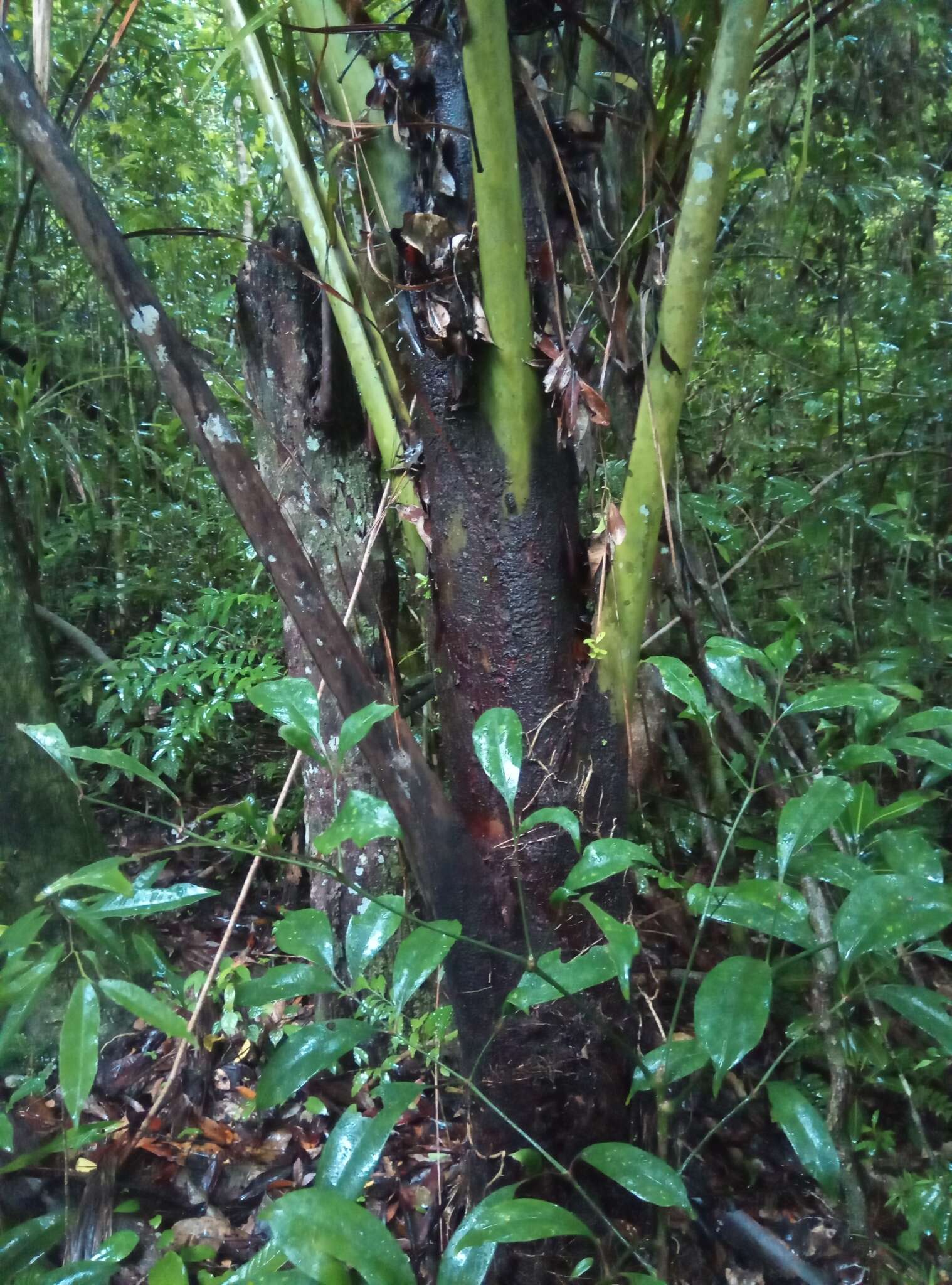 Image of Ravenea madagascariensis Becc.