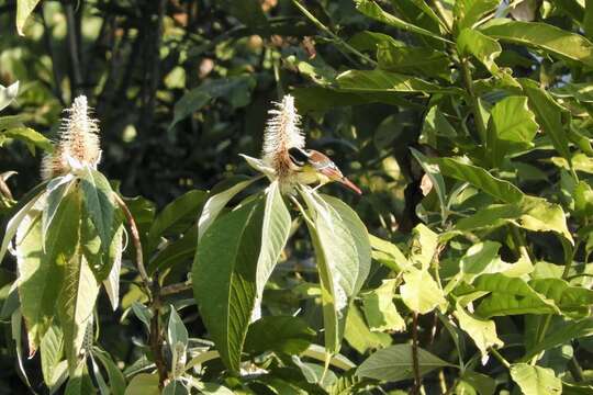 Image of Red-tailed Minla