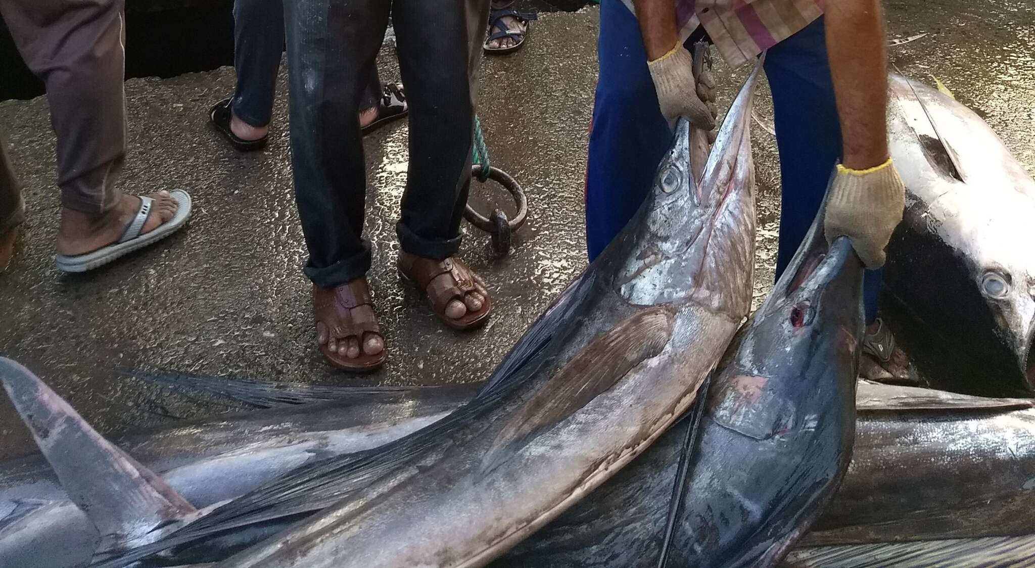 Image of billfishes