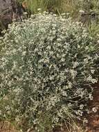 Image of Helichrysum zeyheri Less.