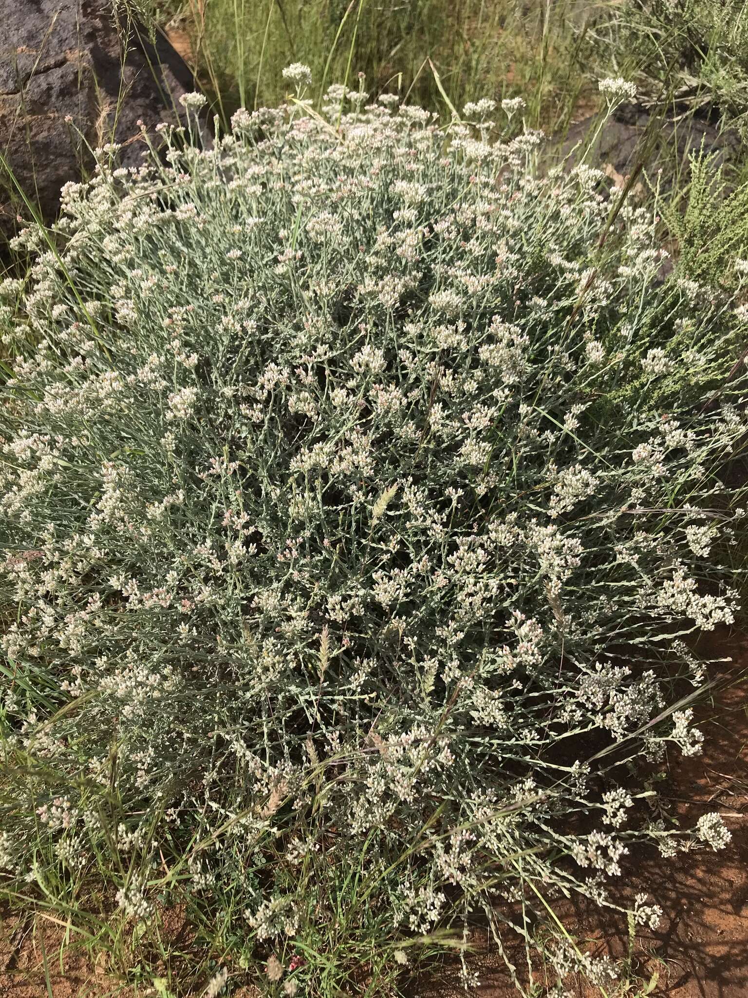 Image of Helichrysum zeyheri Less.