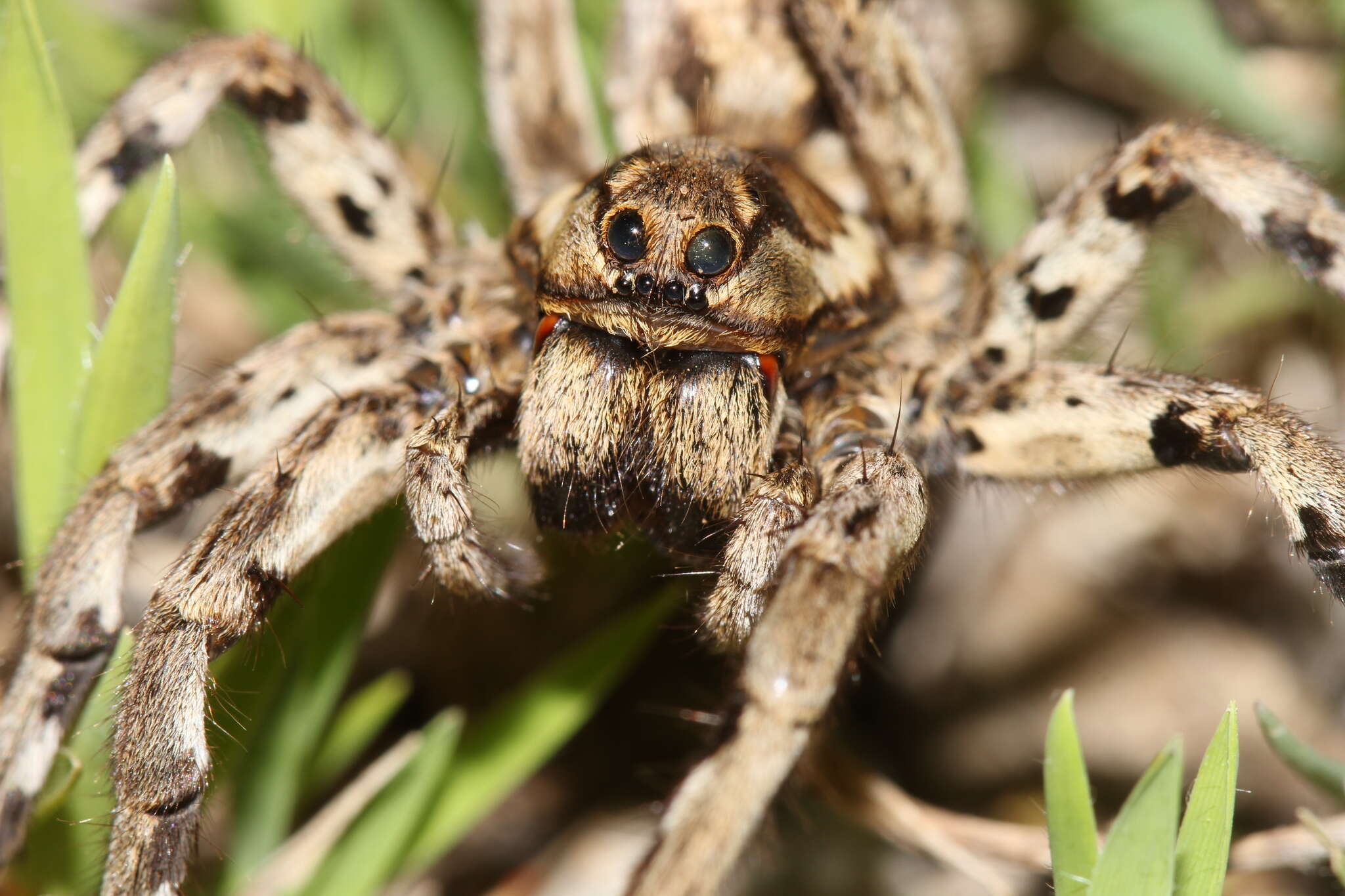 Image of Tarantula wolf spider