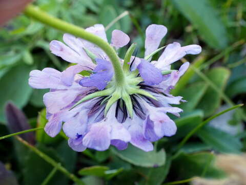 Image of glossy scabious