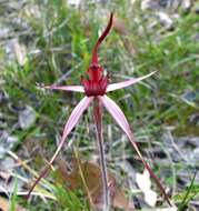 Image de Caladenia concolor Fitzg.