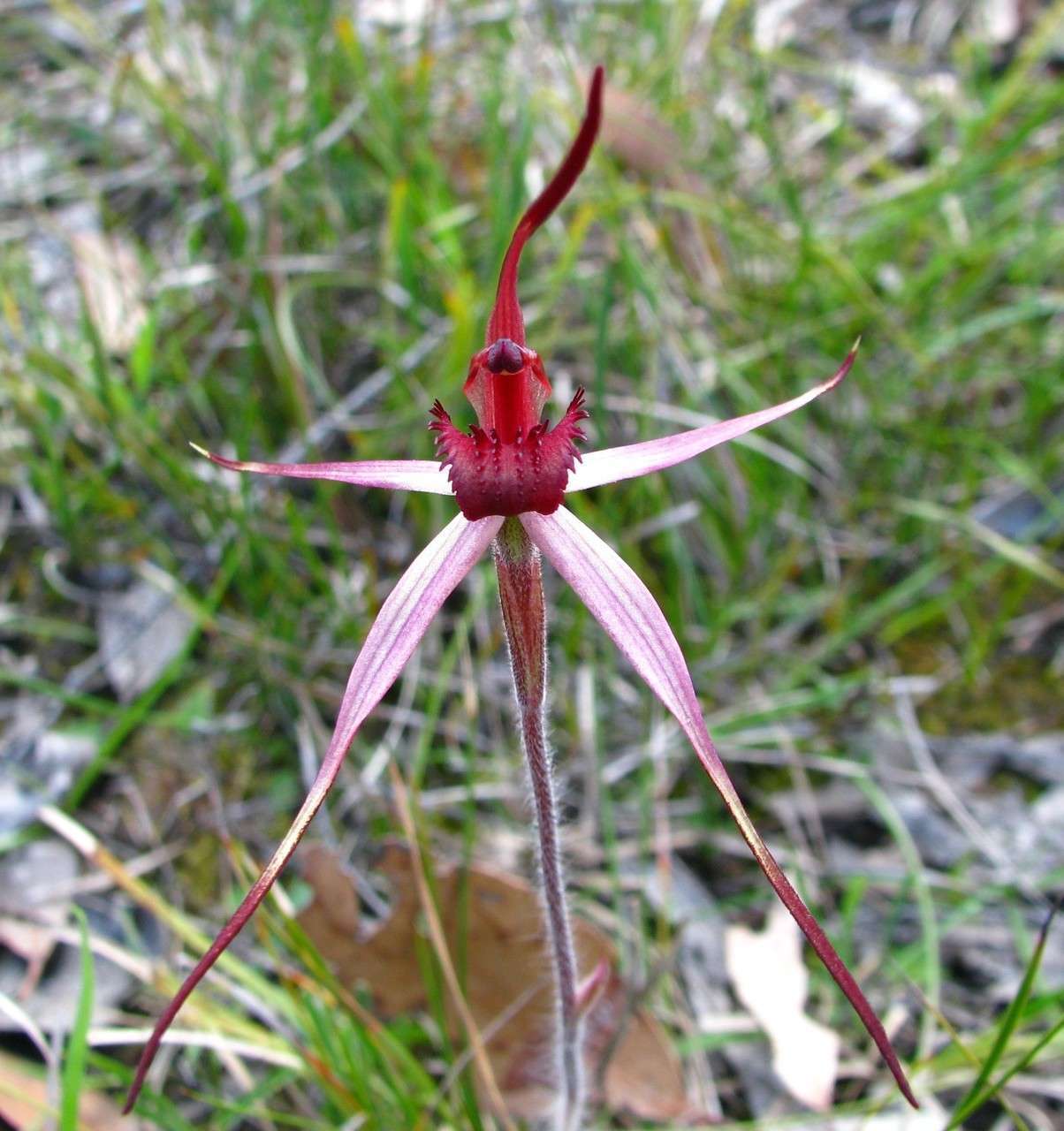 Image de Caladenia concolor Fitzg.