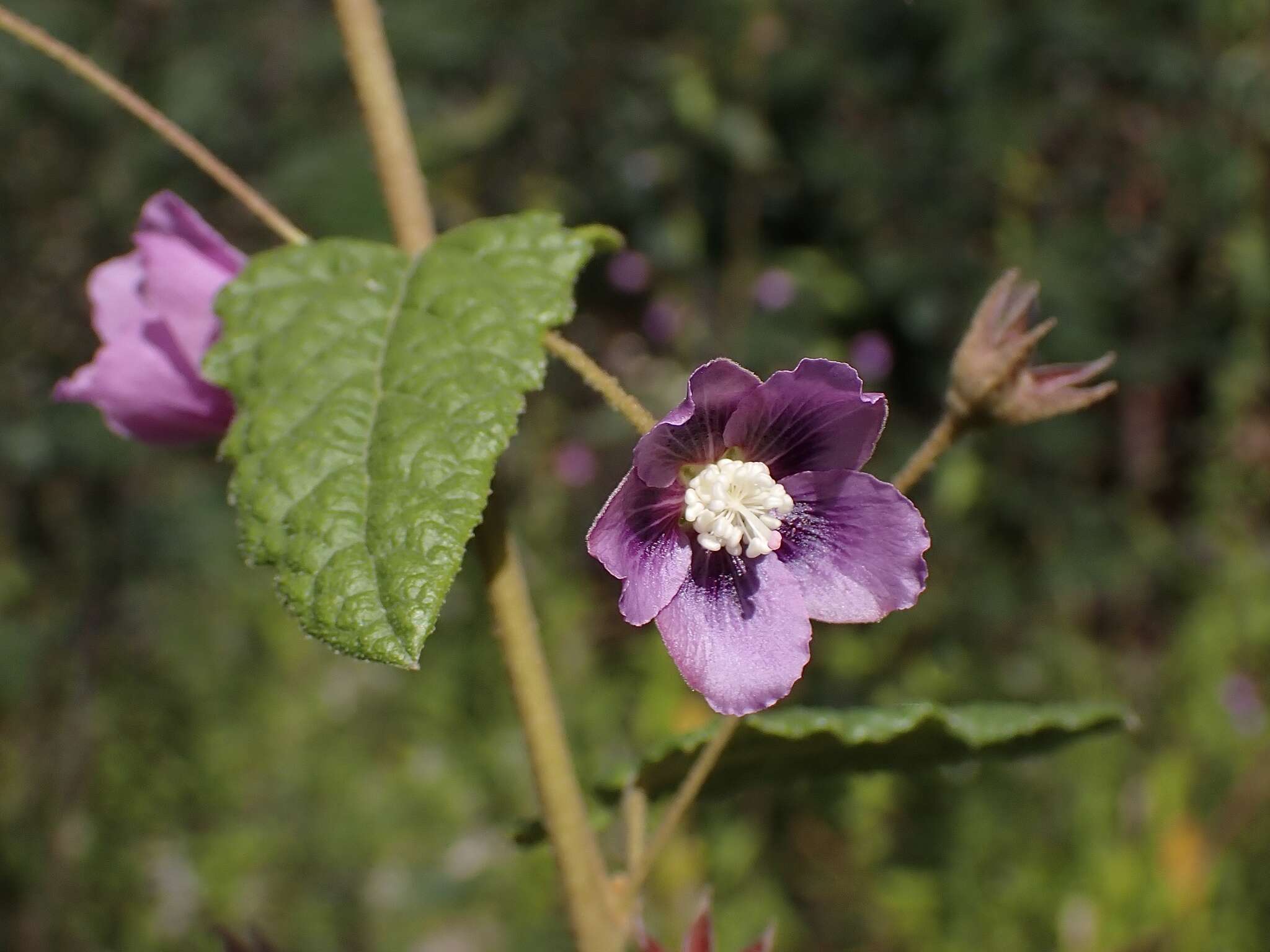 Image of Howittia trilocularis F. Müll.