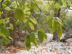 Imagem de Quercus polymorpha Schltdl. & Cham.