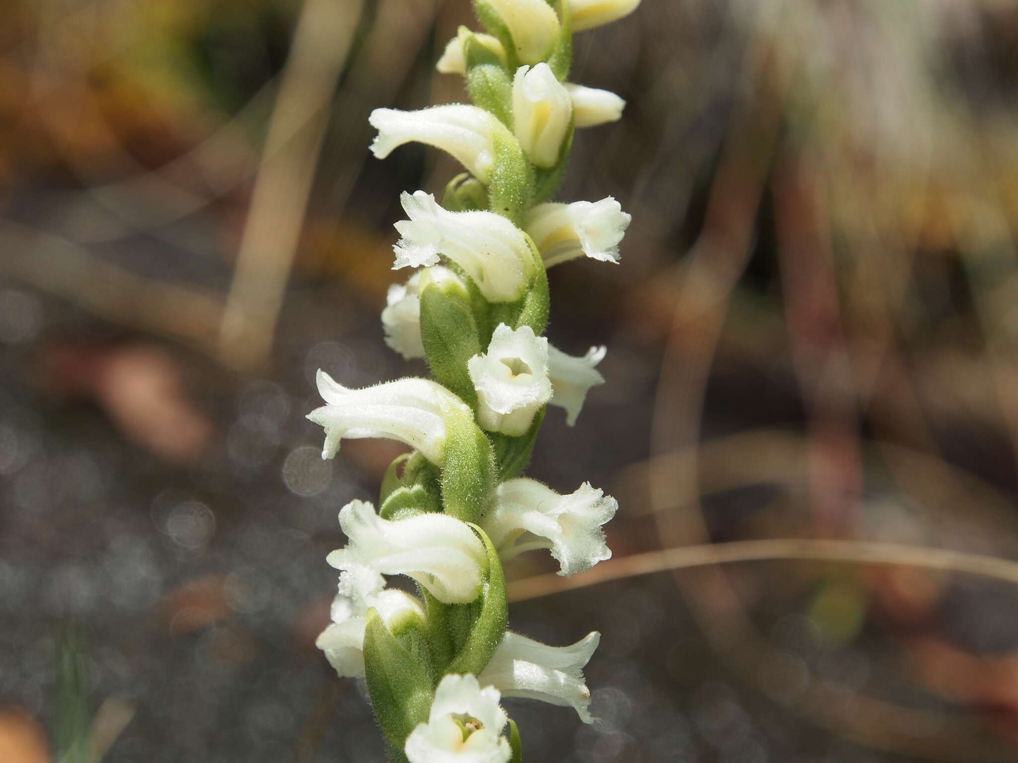 Image of Yellow nodding lady's tresses