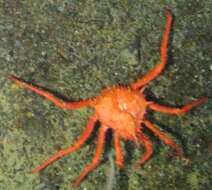 Image of deep-sea crab