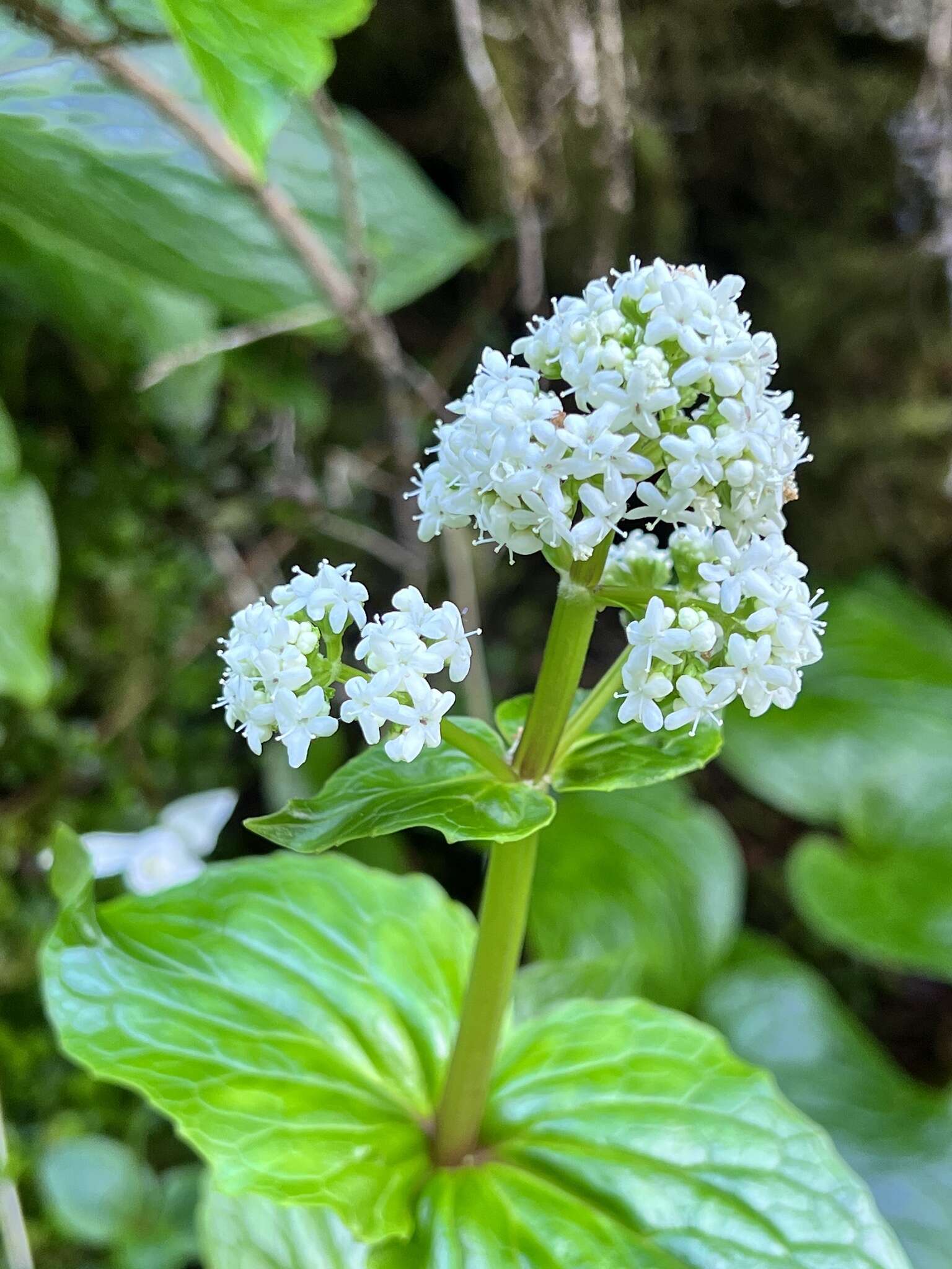 Image of Valeriana lapathifolia Vahl