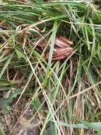 Image of Common frog