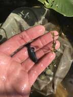 Image of Banded Pygmy Sunfish