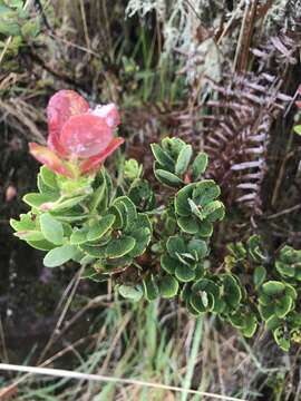 Image de Vaccinium reticulatum Sm.