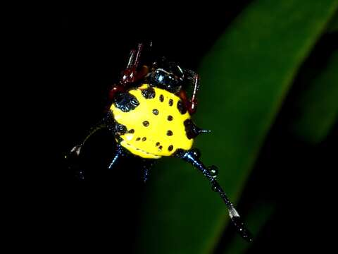 Image of Gasteracantha clavigera Giebel 1863