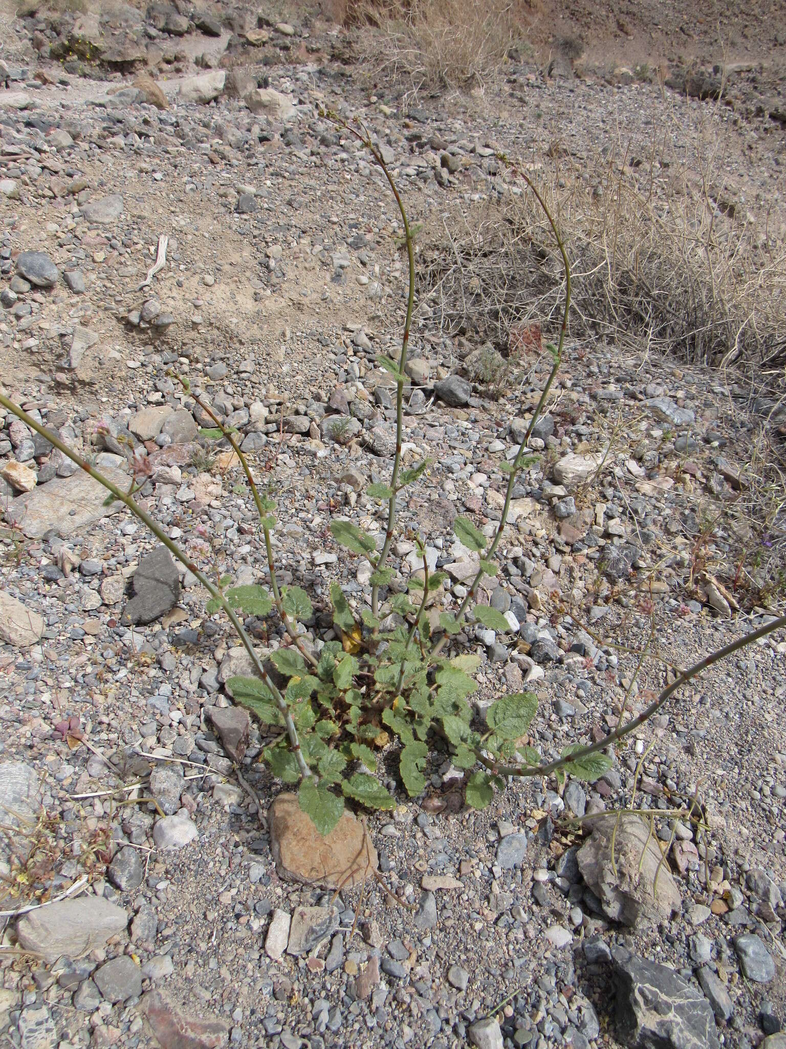 Imagem de Anulocaulis annulatus (Coville) Standl.