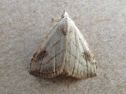 Image of Spotted Grass Moth