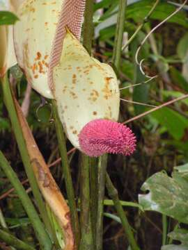 Imagem de Anthurium formosum Schott