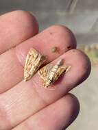 Image of Ponderosa Pine Coneworm Moth