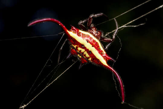 Image of Gasteracantha falcicornis Butler 1873