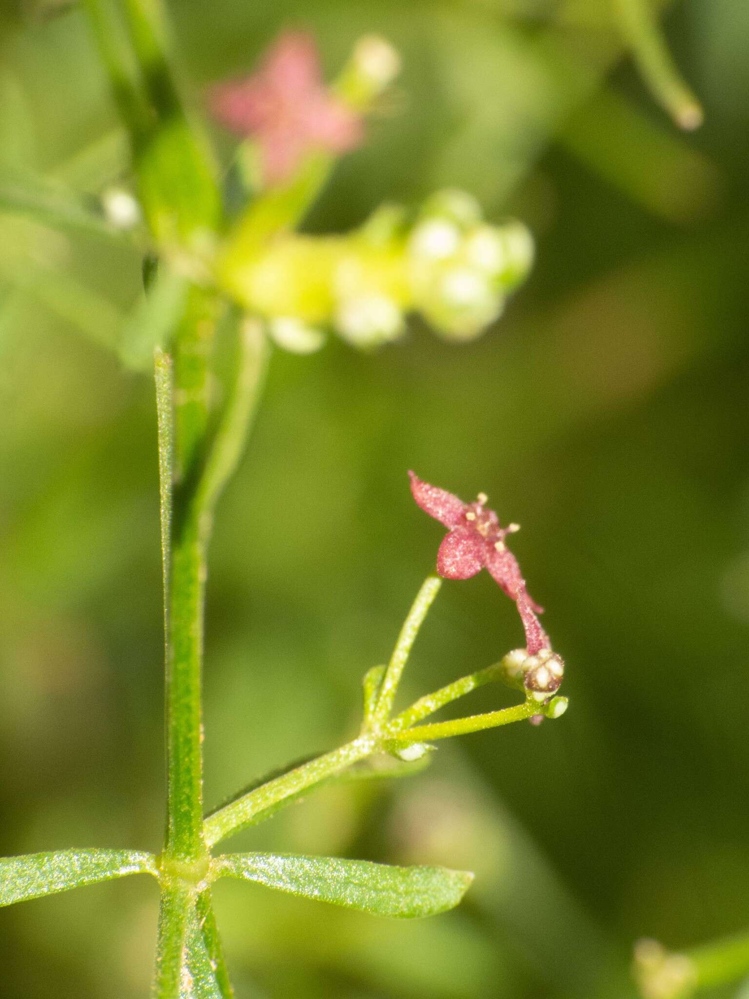 Plancia ëd Galium wrightii A. Gray