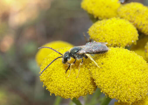 Image of Halictus tumulorum (Linnaeus 1758)