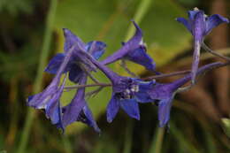 Image of Delphinium laxiflorum DC.