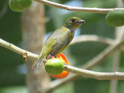 Image of Yellow-throated Euphonia