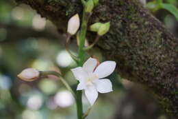 Image of Little Virgin orchid