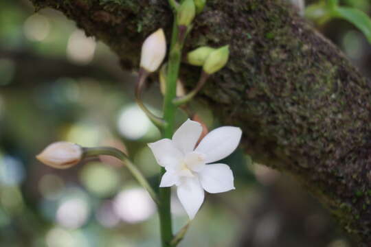 Imagem de Caularthron bilamellatum (Rchb. fil.) R. E. Schult.