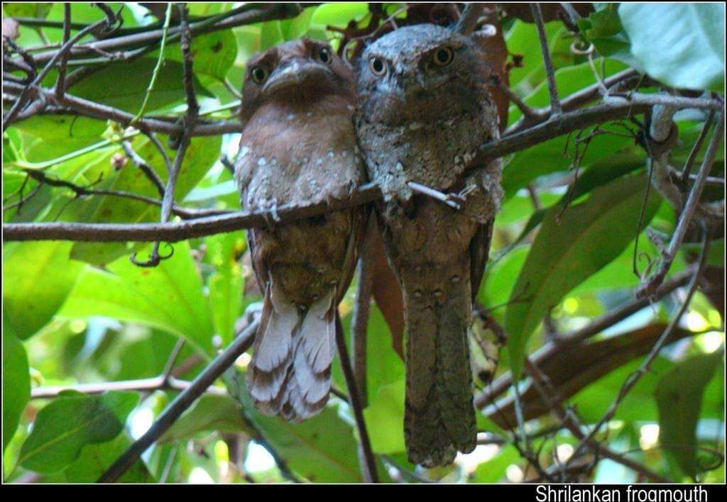 Image of Ceylon Frogmouth