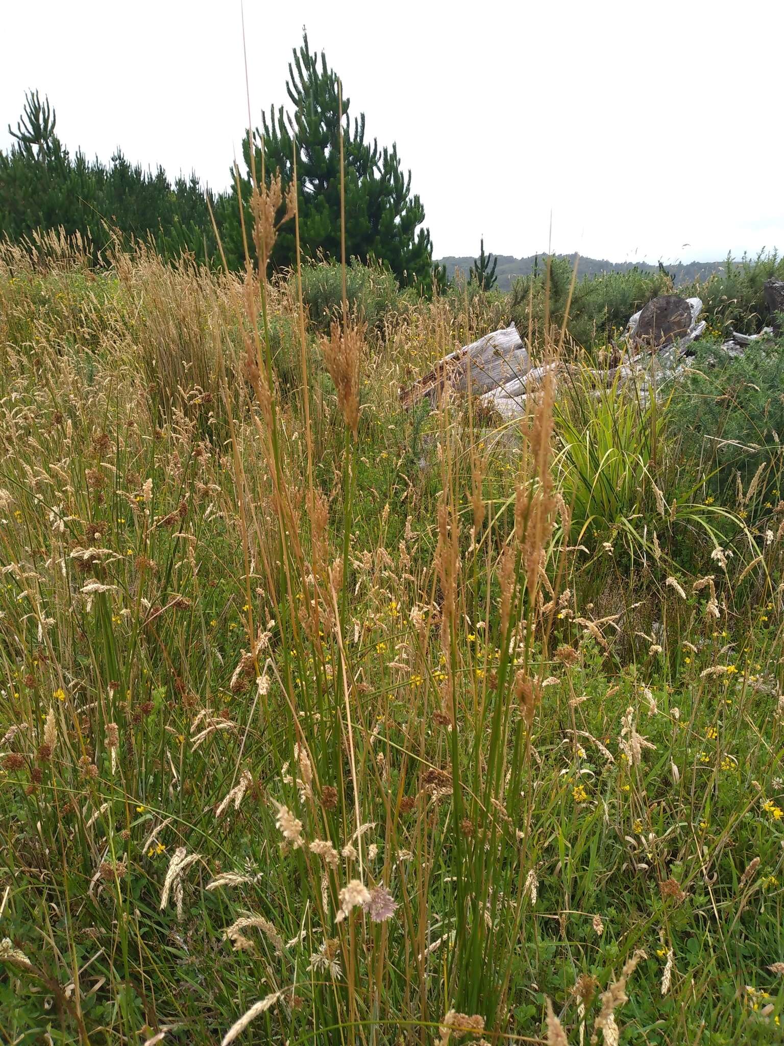 Image of Juncus sarophorus L. A. S. Johnson