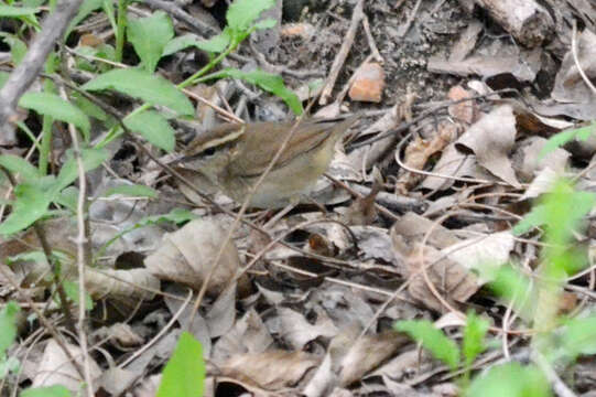 Слика од Urosphena squameiceps (Swinhoe 1863)