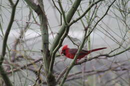 Imagem de Cardinalis cardinalis igneus Baird & SF 1860