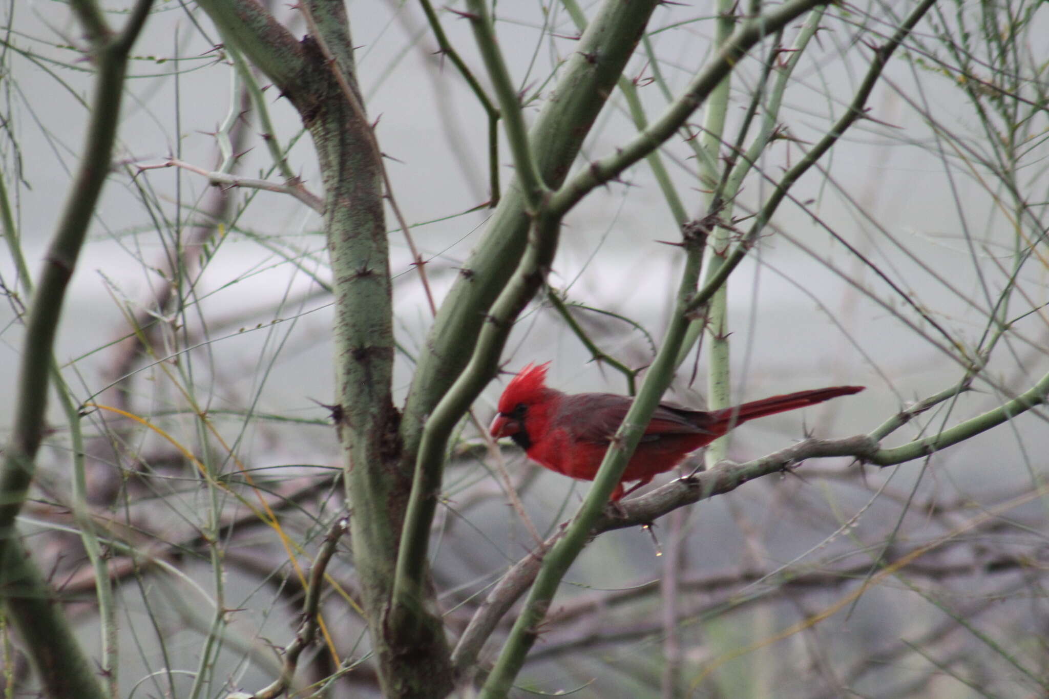 Image of Cardinalis cardinalis igneus Baird & SF 1860