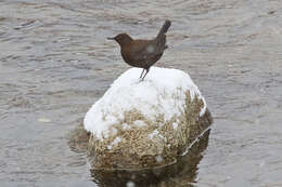 Image of Brown Dipper