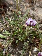 Image of Astragalus tener var. tener